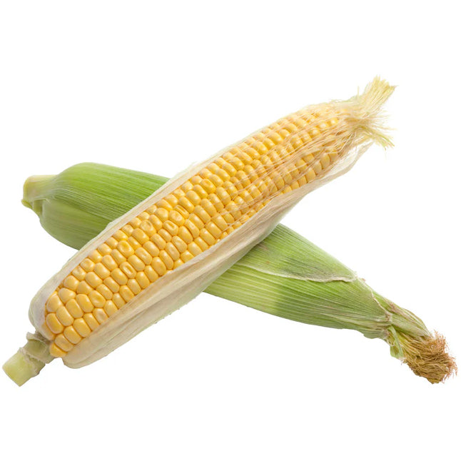 Sweet Corn Fresh -