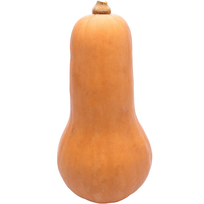Butternut Squash x8