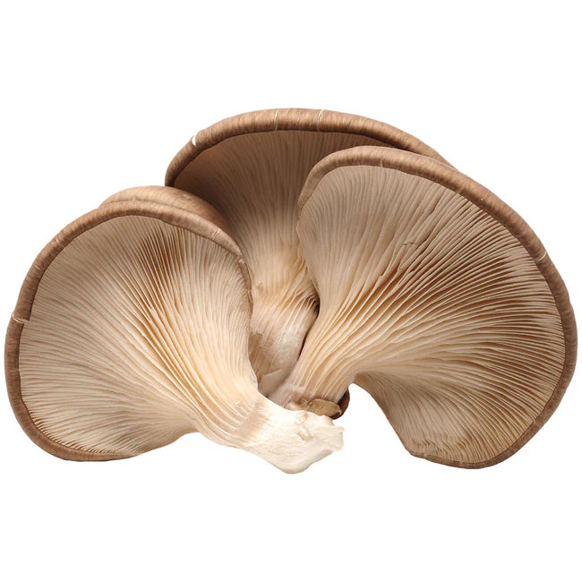 Mushroom Oyster
