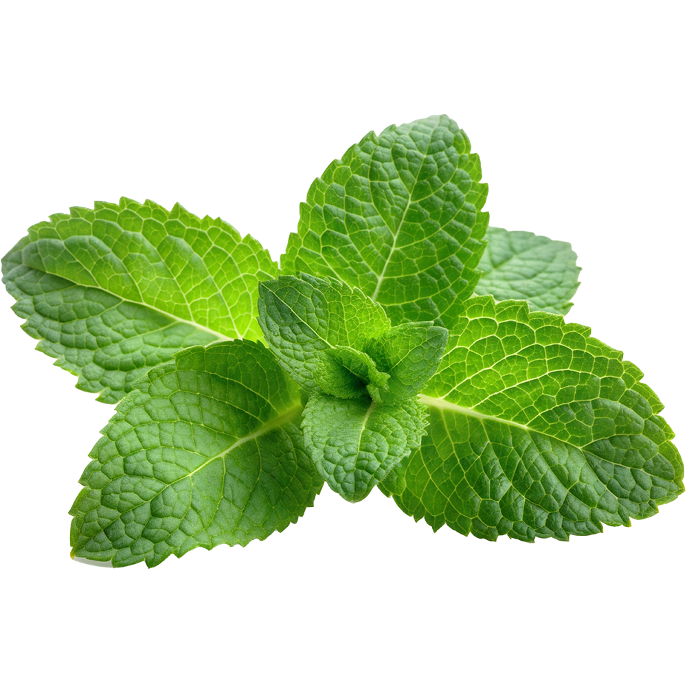 Mint {Pre-Pack}