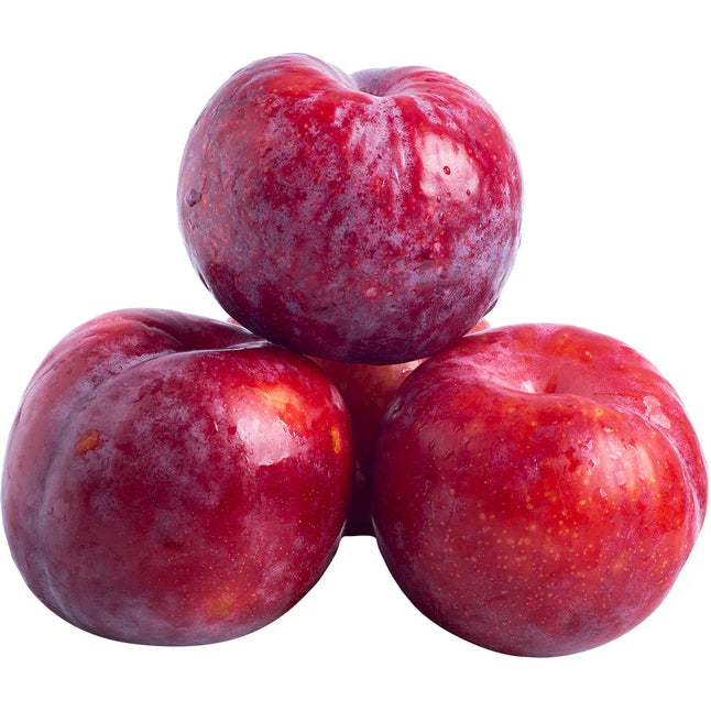 Plum Red-9kg