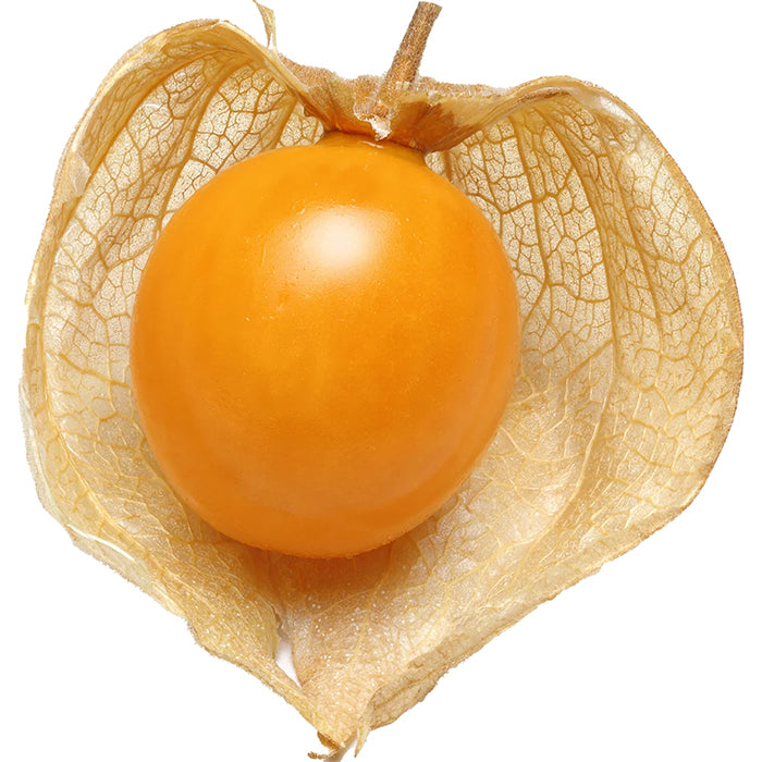 Physalis